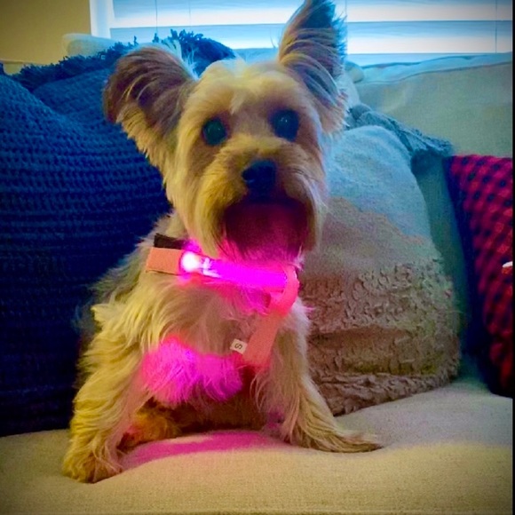 LED LIGHT UP PET HARNESSES, 4 Colors Available - Picture 5 of 8